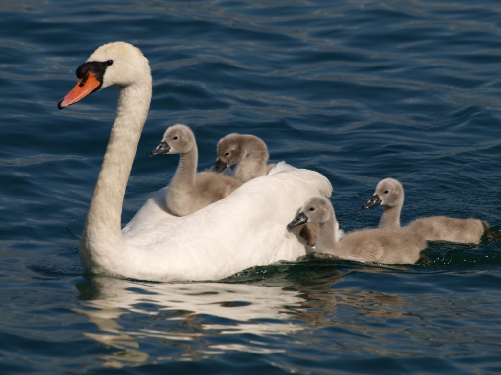 image001