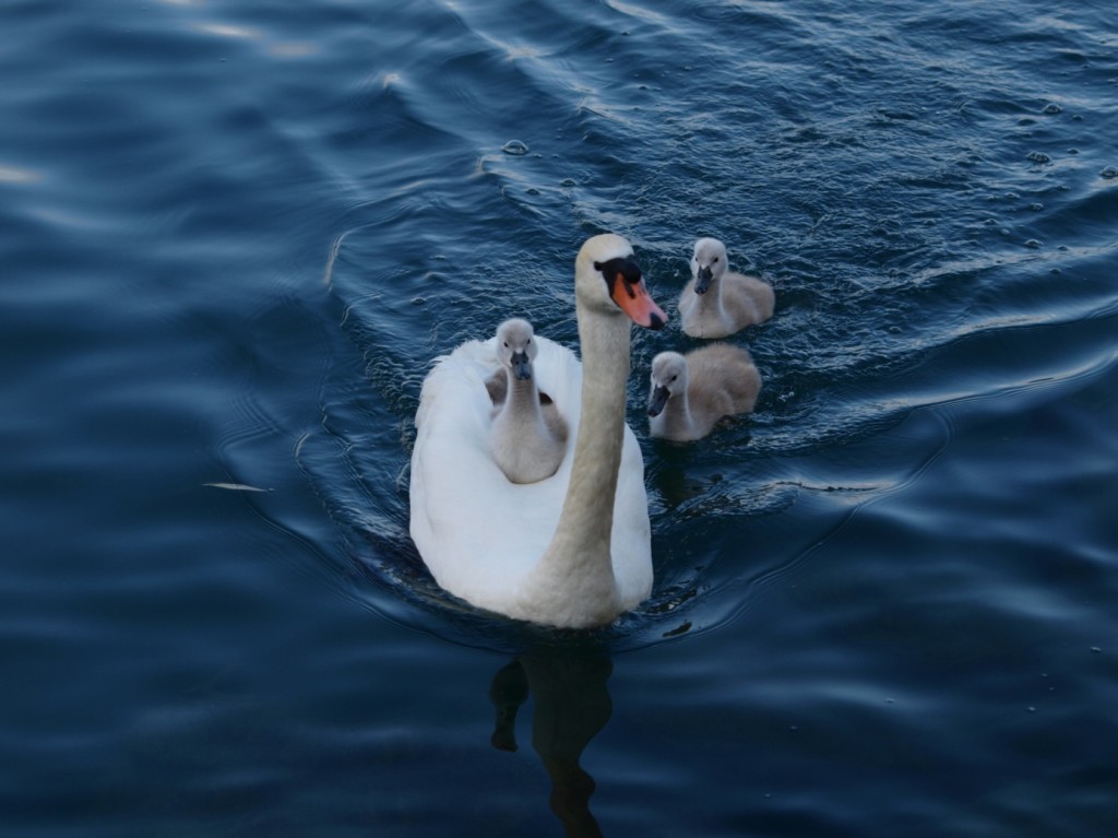 image004